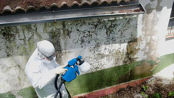 Trusted Commercial Mold Remediation service in Edison, GA - Cheap Mold Removal